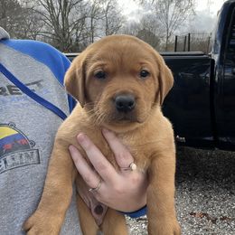 Labrador Retriever Puppies from Fia Red Retrievers