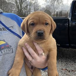 Labrador Retriever Puppies from Fia Red Retrievers