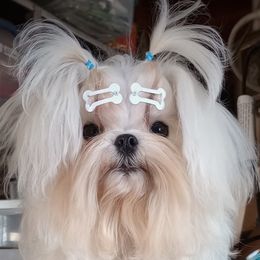 Pippin - Maltese