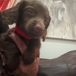Nutmeg - Chocolate male Dachshund puppy in Davison, Michigan from Brimstone Hollow Dachshunds