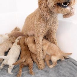 Poppy - Goldendoodle