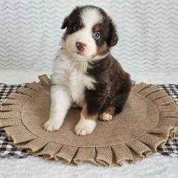 Rory - Red tri-color female Australian Shepherd puppy in Mountain Grove, Missouri from K Bar H Farms
