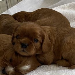 Cavalier King Charles Spaniels from Catalpa Cavaliers
