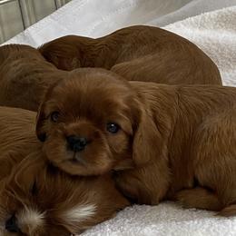 Cavalier King Charles Spaniels from Catalpa Cavaliers