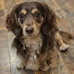 Moose - Dachshund