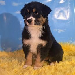 Louie - Black tri-color male Australian Shepherd puppy in Waddell, Arizona from Winsome Aussies