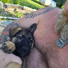 Tbd - Sable male German Shepherd puppy in Oconomowoc, Wisconsin from Vom Haus Borchardt GSD Kennels