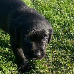 Labrador Retrievers from Our Little Farm