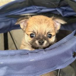 Buster - Fawn male Chihuahua puppy in Spring Hill, Florida from Stardom Chihuahuas & CKCS