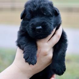 Harley - Black female German Shepherd puppy in Canton, Texas from WILDWOOD GERMAN SHEPHERDS