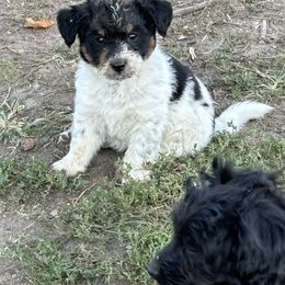 Aussiedoodle, Miniature Australian Shepherd, Poodle, and Toy Australian Shepherd Puppies from Mowry Creek Mini Aussiedoodles and More