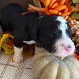 Harvest - Black and white male Bernedoodle puppy in Gilbert, Arizona from The Berne Barn... it’s a Doodle thing!