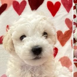 Maltese from Katherine's Maltese