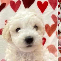 Maltese from Katherine's Maltese