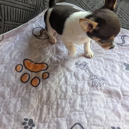 Ripley ( Rip ) - Black and white male Chihuahua puppy in Waycross, Georgia from OakView Farm Chihuahuas FB