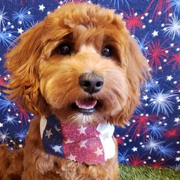 Australian Labradoodles from Ladybug Labradoodles