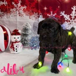 Malibu - Tiger female Perro de Presa Canario puppy in Horizon, Texas from Mesquite Creek Kennels