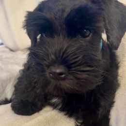 Miniature Schnauzer Puppies from SoCal Beards and Brows