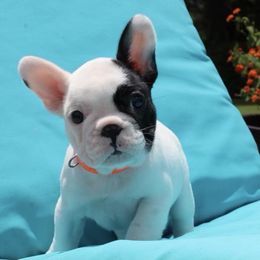 French Bulldog Puppies from Hilltop French Bulldogs