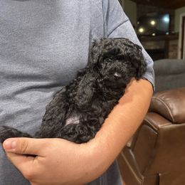 Jase - Black male Poodle puppy in Cabool, Missouri from Rafter B Farms