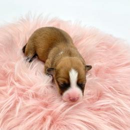 Fluffy- Poppy - Red and white female American Corgi puppy in Waskom, Texas from Piney Woods Corgis