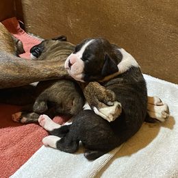 Boxer Puppies from Fineview Boxers