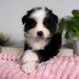 Panda - Black tri-color female Australian Shepherd puppy in Orlando, Florida from Skaky Shepherds