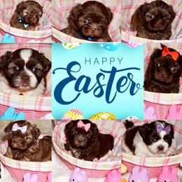 Shih Tzu Puppies from Savage Elegance Texas