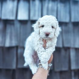 Whisper - White male Cavapoo puppy in Shingle Springs, California from Kindred Oak Goldendoodles