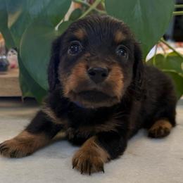 Blue collar boy - Gray (blue) and tan male Dachshund puppy in Apopka, Florida from The HotDog Stand