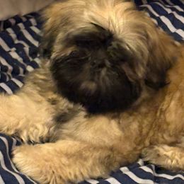 Shih Tzu Puppies from Shih-tzu Dynasty