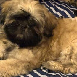 Shih Tzu Puppies from Shih-tzu Dynasty