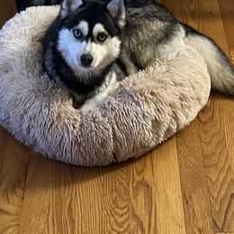 Zoey - Pomsky