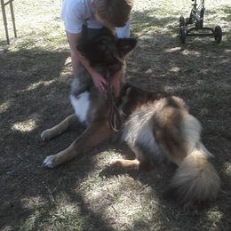 German Shepherd Puppies from Ca-She Shepherds