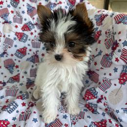 Muffin - Parti male Yorkshire Terrier puppy in Florence, Alabama from Yorkies of Forest Creek