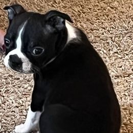 Boston Terrier Puppies from The Terriers Place