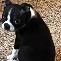 Boston Terrier Puppies from The Terriers Place