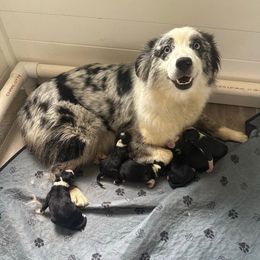 Millie - Miniature Australian Shepherd