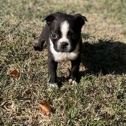 Xadin - Black brindle and white male Boston Terrier puppy in Fillmore, Illinois from Wind Hill Puppies