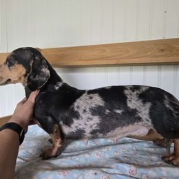 Diamond - Dachshund