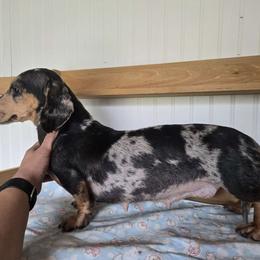 Diamond - Dachshund