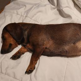 Dachshunds from Julie's Dachshunds