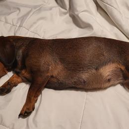 Dachshunds from Julie's Dachshunds