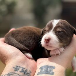 Breeze - Red tri-color female Miniature American Shepherd puppy in Phoenix, Arizona from Outlaw Minis