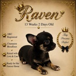 AKC Raven - Black and white female Chihuahua puppy in Columbus, Nebraska from Prancy Pawz