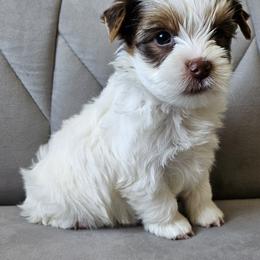 Maximus - Chocolate, tan and white male Yorkshire Terrier puppy in San Leandro, California from For the Love of Yorkies