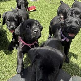 Labrador Retriever puppies from Tiger Rose Labradors