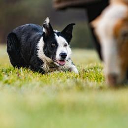 Snitch - Border Collie