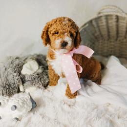 Genevieve - Apricot female Goldendoodle puppy in Longview, Texas from WonderDoodles