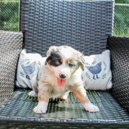 Lewis - Blue merle male Miniature Australian Shepherd puppy in Oakland, Maryland from Yarborough Kennels